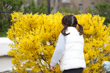 offended little girl with tails sniffs yellow bush flowers