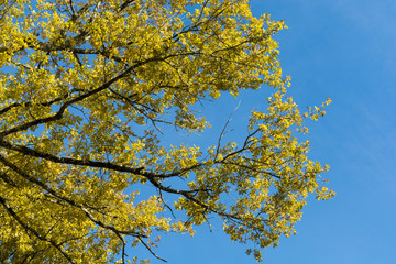 yellow tree with blue sky