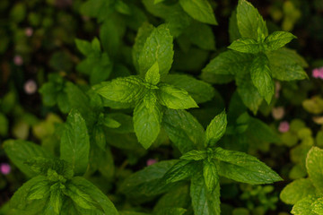 It is a natural landscape taken in a Japanese park