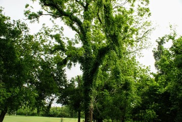 Vines Growing on Trees