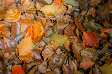 It is a natural landscape taken in a Japanese park