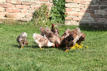 Nice hen moving in the garden