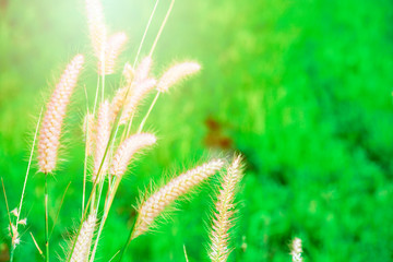 Grass leaves with white sun light in the morning, Flower grass beside road, Green leaves of grass in garden with sunrise, Abstract nature background, Fresh green grass on bright sunshine