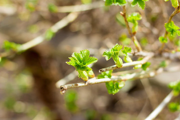 young leaves of black currant bloom in the spring in the garden