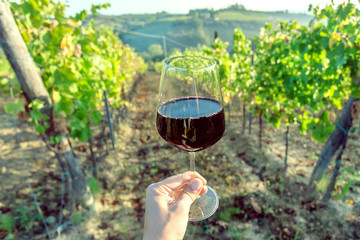 Landscape with wine in glass of drinker over green valley of grapes. Tasting wine during harvest