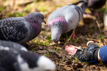 Pigeons are fed by hand