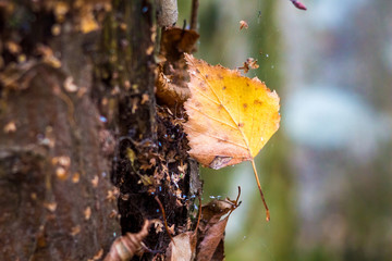 Yellow dry birch leaf in a web near a trunk of a tree. Autumn day_