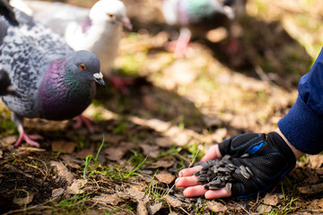 Pigeons are fed by hand