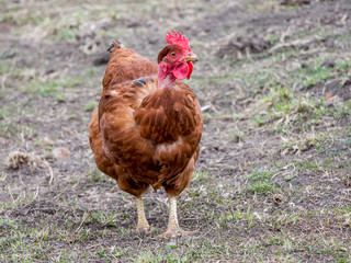 Brown chicken against a background of dry land on the farm_