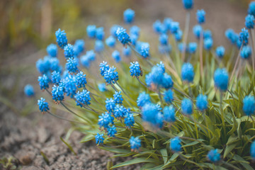 The little blue flowers of Muscari