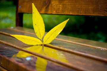 Yellow autumn leaf ash on a wet bench in the park_
