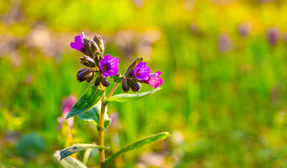 Violet flowers of lungwort in the forest in sunny weather on a blurry background. First spring flowers_