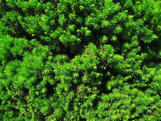 background and texture of a fir-tree