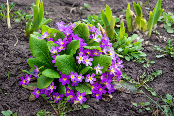 Purple flowers of primrose on a flower bed. First spring flowers_