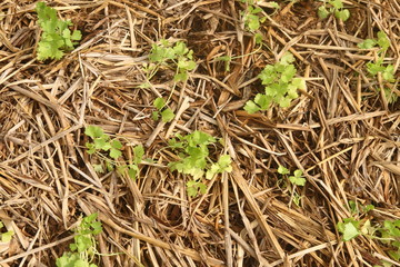 young coriander sapling growing from soil that have dry straw cover it in garden, countryside of Thailand