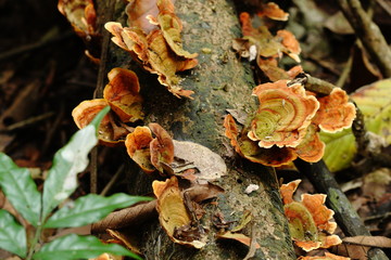orange mushroom growing on the logs in forest ,Thailand