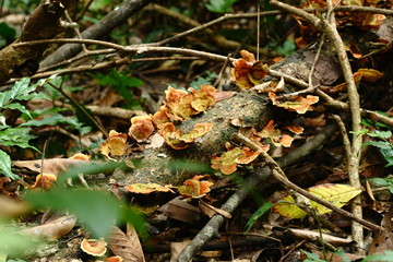 orange mushroom growing on the logs in forest ,Thailand