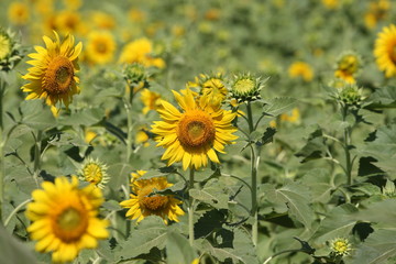 Many very beautiful yellow sunflower in garden