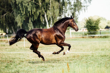 braunes glänzendes Pferd im Galopp auf eine Wiese im Sommer Schönheit voller Kraft 