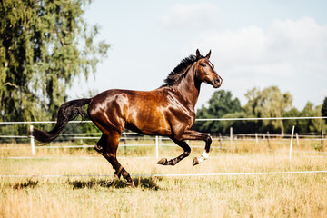 wunderschöner Wallach; Pferd im Galopp auf einer Wiese glänzt im Sonnenschein auf einer trockenen...