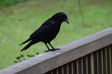 black crow on a bridge
