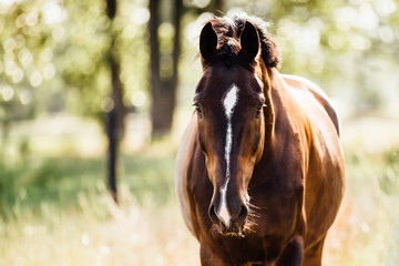 Pferd auf der Weide, hübsches Warmblut im Sonnenlicht mit schöner Blesse, braunes Pferd lauscht...