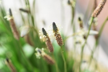 Ribwort plantain (Plantago lanceolata)