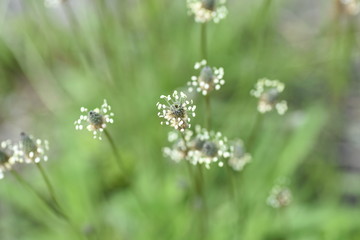 Ribwort plantain (Plantago lanceolata)
