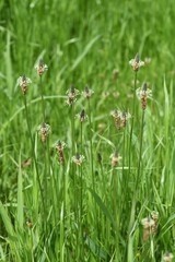 Ribwort plantain (Plantago lanceolata)