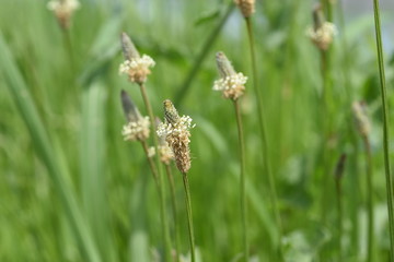 Fototapeta premium Ribwort plantain (Plantago lanceolata)