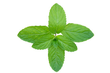 fresh mint isolated on white background