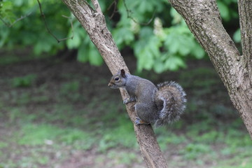 Grey squirrel in a tree
