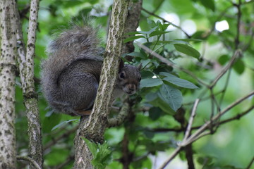 Squirrel staring from a tree