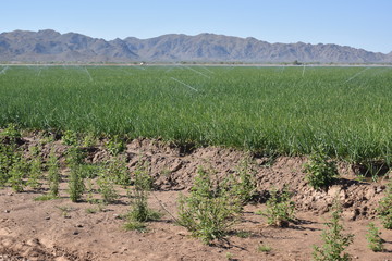 Fototapeta na wymiar Arizona sprinkler irrigated green onion field
