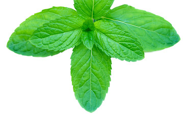 Fresh peppermint leaves isolated on white, top view