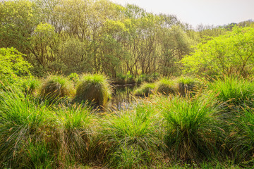 Feuchtbiotop mit Sauergras Holunder und Weiden im Frühling - Wet biotope with sour grass elder and willow in spring