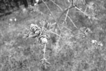 Young lilac close up in black and white.