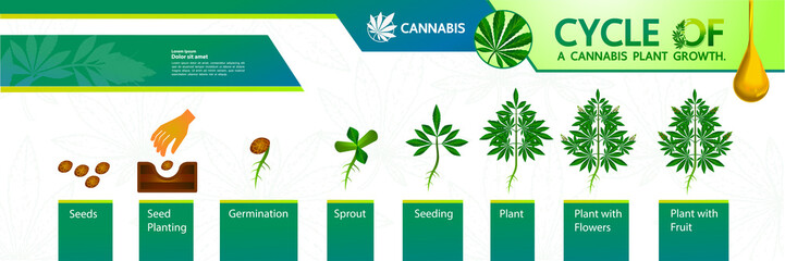 Cycle of a cannabis plant growth vector illustration. - obrazy, fototapety, plakaty