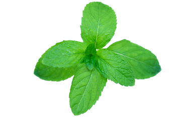 Fresh peppermint leaves isolated on white, top view