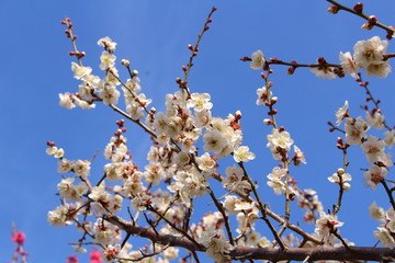 梅の花