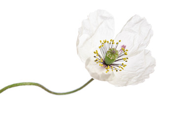 Single white poppy isolated on white background.