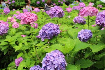 紫陽花