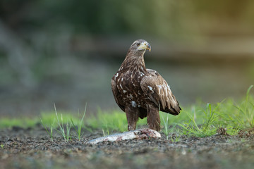 Juvenile white-tailed eagle, haliaeetus albicilla, eating fish on a river bank. Wild bird of prey in natural environment of riparian forest in Europe