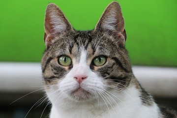 beautiful cat head portrait outdoor