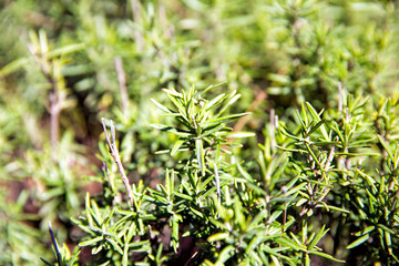 Rosemary (Rosmarinus Officinalis)