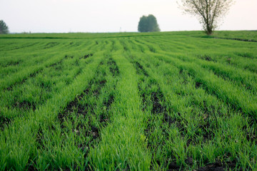 Young green wheat grows in a field. Rows of wheat sprouts, green wheat paros close up.