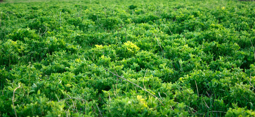 Green fresh clover growing in early spring. Can be used as a background or texture, close-up