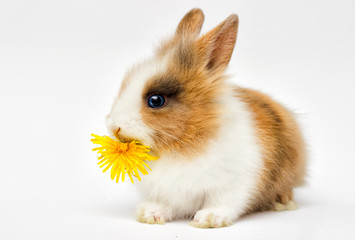 Fototapeta premium funny rabbit on a white background
