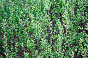 Fototapeta na wymiar Branches of a willow with buds in the early spring, selective focus. Branches of willow with earrings. Spring background. Spring buds on a willow tree.