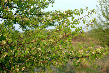 Fototapeta na wymiar wild yellow pear at sunset, in the sunshine, blooming in spring, close-up